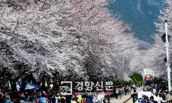 [포토뉴스]철길과 어우러진  벚꽃… 진해군항제 ‘절정’