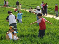 청보리밭·고인돌… 고창은 ‘체험학습 1번지’