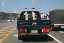 개 두마리를 밧줄에 목 매달아 車에 싣고…‘동물학대’ 논란