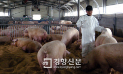 쾌적한 환경서 자란 돼지들 육질 좋아져 소득 ‘쑥쑥’