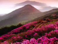 [포토뉴스]창원 천주산 진달래 ‘붉은 유혹’