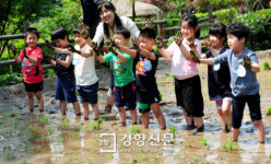 [경향포토]모내기는 즐거워