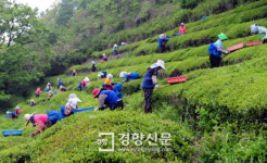 [경향포토]초록 물결