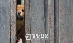 백사마을에 버려진 ‘백구’들… 무슨 일 있었나