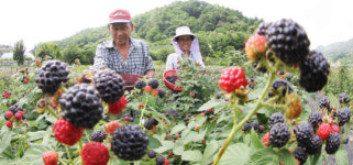 [포토뉴스]복분자 드세요