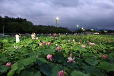 지금 경주에 가면, 연꽃 향기에 취한다