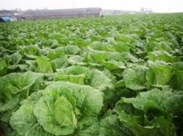 땅끝에서 재배한 절임배추의 신선함 ‘해남만호농장’