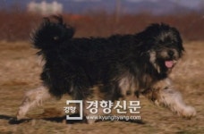 천연기념물 삽살개, 우리 문화재 지킴이 된다