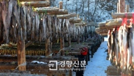 [경향포토]강원도 황태덕장