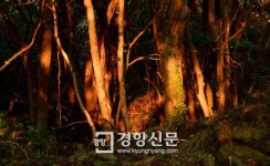 [포토다큐]이곳을 깎아내 골프장 짓는다… 제주의 허파·콩팥  ‘곶자왈’