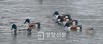 [경향포토]청계천 야생 오리