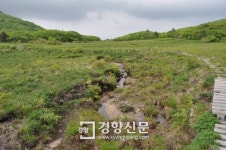 국제적 습지 대암산 용늪서 한국좀뱀잠자리 발견