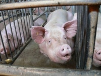 [탐사보도 ‘세상 속으로’]공장식 축산, 인간에겐 행복 안겨줄까