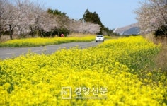 [경향포토]서귀포 녹산로 유채꽃과 벚꽃 만개