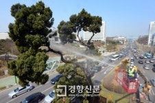 [경향포토]서초구 천년향 물청소