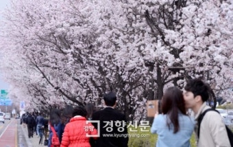 [경향포토]여의도 봄꽃축제 시작