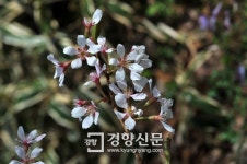 관음왕벚나무를 아시나요
