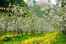 ‘새하얀 사과 꽃밭, 걸어보셨나요’…영주시 체험 행사