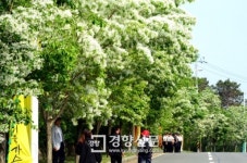 [경향포토]가로수 아래로