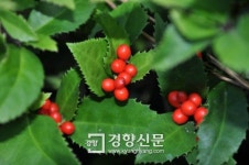 멸종위기식물 죽절초 제주 서귀포에서 복원