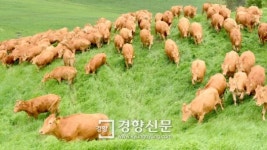 [경향포토]이동하는 방목 한우들