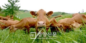 [포토뉴스]대관령 한우 초원으로
