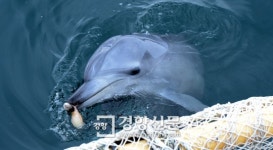 방류 앞둔 제돌이 친구 ‘삼팔이’ 먼저 바다로 떠났다