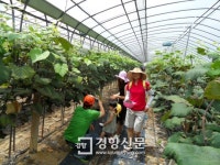 영천시 23일부터 ‘영천와인 투어’