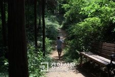 전북 익산시 두동마을 편백숲을 걸어보세요