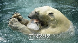 [경향포토]북극곰 얼음과자