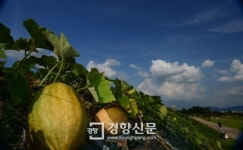 [경향포토]성큼 다가온 가을