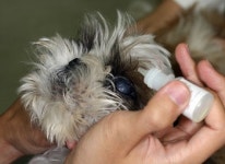 [반려동물 건강이야기] 애견이 심하게 눈을 비비는 이유