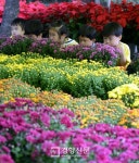 [경향포토]국화향 가득한 구청광장