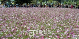 [경향포토]코스모스 축제