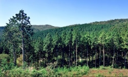 편백과 삼나무 ‘치유의 숲’ 정기를 들이마시는 전남 장성 축령산