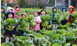 [경향포토]배추를 한아름씩