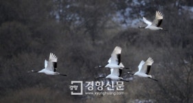 [경향포토]비상하는 두루미