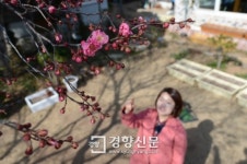 순천시 매곡동 가정집 뜰에 ‘홍매화’ 활짝