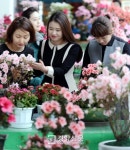 [경향포토]서초구, 관내 화훼농가 철쭉 전시회