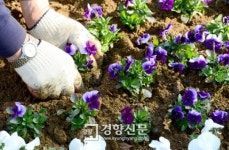 [경향포토]거리에 봄꽃 식립