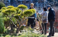 [경향포토]봄맞은 묘목 시장