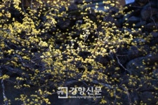 섬진강의 3색 봄을 만나다