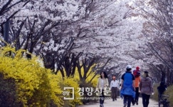 [경향포토]벚꽃과 개나리의 공존