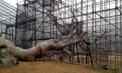 고사한 괴산 왕소나무 영구보존 착수