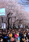 [경향포토]사람으로 가득 찬 윤중로 벚꽃길