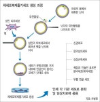 한국 ‘성인 체세포복제 줄기세포’ 제조 세계 첫 성공