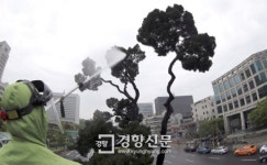 [경향포토]목욕하는 천년향