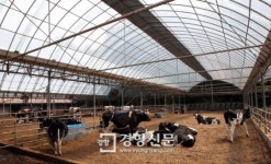 [경향포토]금수원 내부 농장