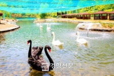 안동, 백조 증식과정 등 관찰할 수 있는 ‘백조공원’ 문연다