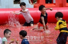 [경향포토]토마토 수영장에서 물놀이